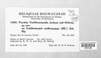 Puccinia vanillosmopsidis image
